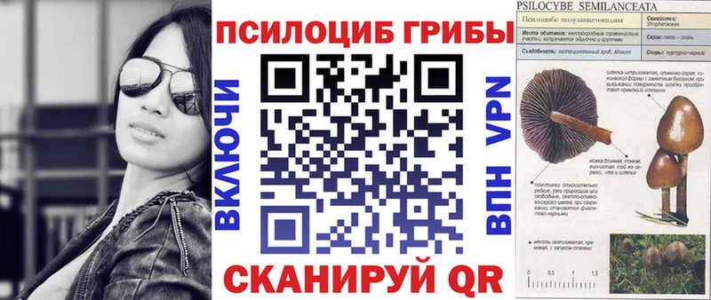 Купить  Гай  Галлюциногенные грибы Psilocybine cubensis 